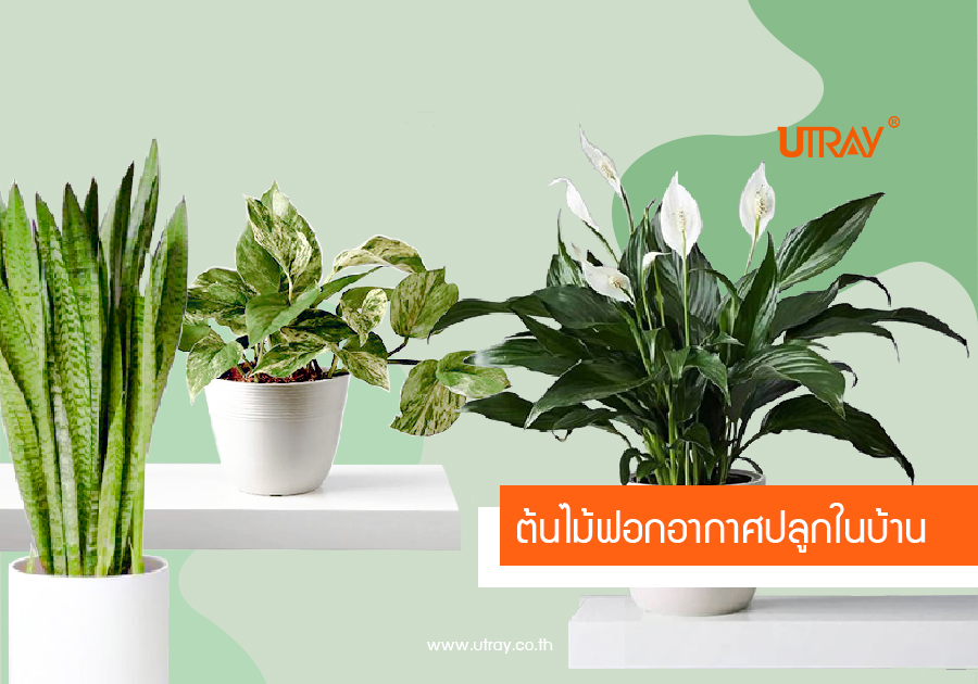 ต้นไม้ฟอกอากาศปลูกในบ้าน