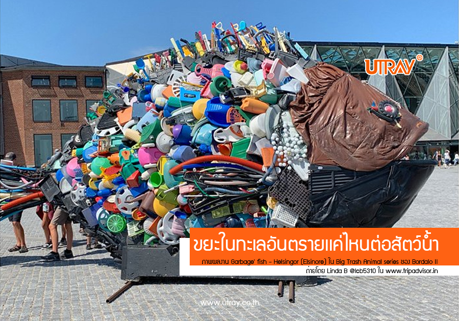 ขยะในทะเลไทยเป็นอันตรายเเค่ไหนต่อสัตว์น้ำ