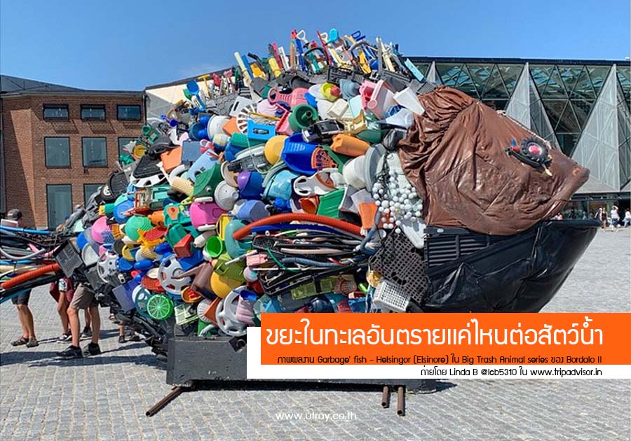 ขยะในทะเลไทยเป็นอันตรายเเค่ไหนต่อสัตว์น้ำ
